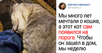 10+ теплых доказательств того, что не человек подбирает кошку, а она «усыновляет» его