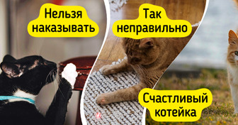 10 фактов, которые необходимо знать всем владельцам котиков