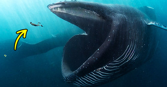 Что произойдет, если вас проглотит кит?