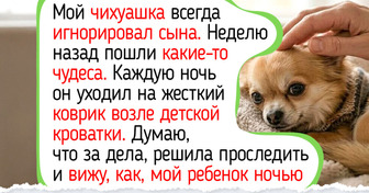 Не просто милый хвостик: 12 пород собак, которые умеют любить без слов и дарят чувство тихой гавани — 18.03.2026