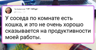 20 котиков, которые научились запросто ладить с человеком и везде чувствуют себя как дома