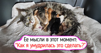 18 фото котиков, чьи трогательные эмоции приносят больше радости, чем первые одуванчики