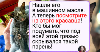 22 кота, которые с возрастом расцвели и стали просто роскошными