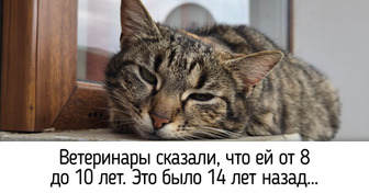17 котиков, которых люди приютили у себя дома и полюбили всем сердцем