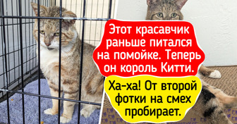15+ фото питомцев до и после приюта, которые даже сердце угрюмого вахтера растопят