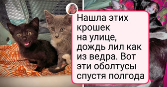 20 фото питомцев, которые «укотовили» своих людей самым наглым и милым способом — 28.03.2026