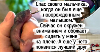 15 фото спасенышей, чье преображение вышибет слезу даже у бездушного камня