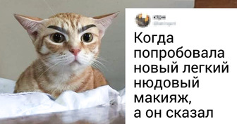 15 твитов о женских проблемах, которые можно решить, только рассмеявшись им в лицо