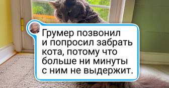 18 животных, которых после грумера даже биологические родители не узнали бы