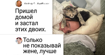 20+ смешных котиков, которые точно знают, кто в доме самый главный