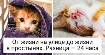 20+ животных, которые попали в добрые руки и стали по-настоящему счастливыми