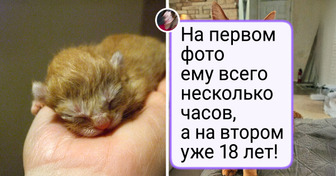 18 котят, из которых выросли настолько роскошные коты, что хочется потискать их через экран