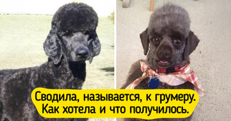 20 случаев, когда визит к грумеру принес не только новую стрижку, но и добрую порцию смеха