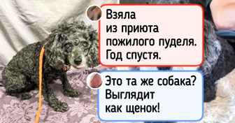 20+ фото питомцев, которые встретили своего человека и расцвели, как подснежники по весне