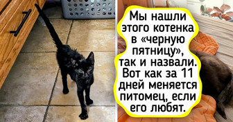 16 питомцев, которые нашли свой дом и стали неузнаваемыми