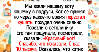 16 смешных историй о пушистиках, которые ловко разводят хозяев на деньги