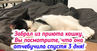 19 котов, которые покорили правильного человека и теперь живут своей лучшей жизнью