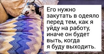 Люди делятся уморительными причудами своих кошек и собак. Ваши домашние животные такие же странные?