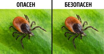 Чем грозит нападение клеща? Советы, которые могут однажды спасти вам жизнь