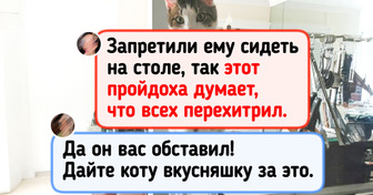 19 пушистых бунтарей, которые плевать хотели на все эти ваши правила