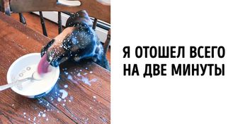 20 домашних животных, которых застукали на месте преступления