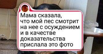 15+ фотографий, доказывающих, что на мордочках наших животных отражается весь спектр эмоций