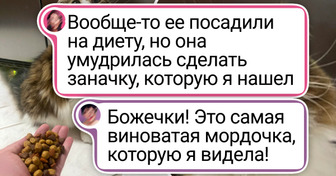 15+ усатых проказников, которым за актерскую игру хоть премию давай