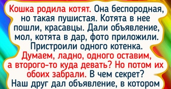 16 доказательств того, что коты и кошки в доме — это неиссякаемый источник историй