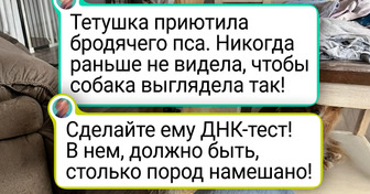 17 человек, которые завели питомца и получили вагон и маленькую тележку сюрпризов
