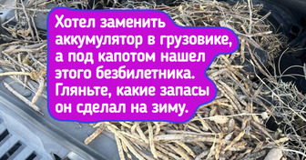 18 уютных фото о том, что каждый встречает зиму по-своему