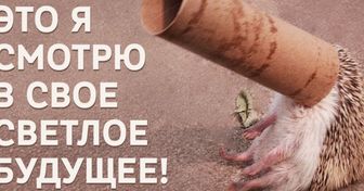 Эти 20 животных совсем как я