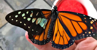 Женщина сделала травмированной бабочке новое крыло. Через несколько дней произошло чудо