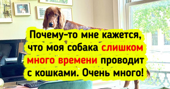 15 домашних животных, при виде которых не знаешь, смеяться надо или плакать