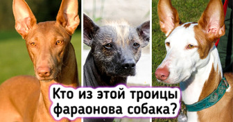 Вы точно собачник, если пройдете этот тест без ошибок