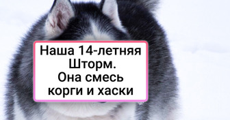 15+ животных-метисов, чьи родители подходят друг другу как балерина и трактор
