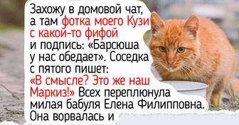 Я 3 месяца подкармливал кота в подъезде и не подозревал, что тот вел двойную игру