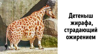 8 вирусных фото и видео, которые оказались подделками