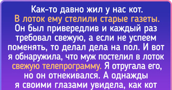 20 историй о животных-воришках, которые утащат желаемое даже из-под носа хозяев