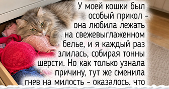 13 привычек кошек, которые с виду кажутся непонятными, но имеют простое объяснение