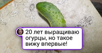 20 счастливчиков, которые пошли собирать урожай и грибы и нашли просто диво дивное