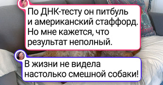20 собак, которые родились с идеальной внешностью благодаря смешению кровей