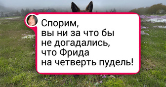 18 пушистых доказательств, что песики смешанных пород часто выигрывают генетическую лотерею