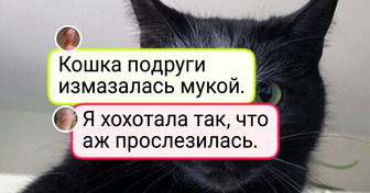19 питомцев, которые натворили дел, но вину, судя по мордашкам, признавать отказываются