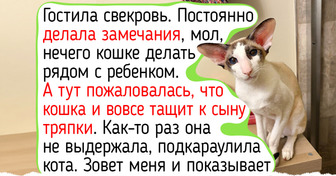 20+ человек показали породистых котов и кошек, которые согревают душу в своих мягких объятиях