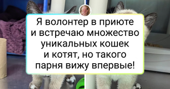 14 усатых-полосатых из приюта, которые мигом подобрали ключик к сердцу человека