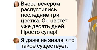 18 цветоводов, которые и на подоконнике в многоэтажке вырастят тропический лес