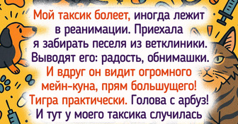 15+ хвостатых озорников, которые гонят скуку прочь всеми четырьмя лапами
