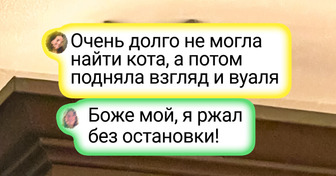 25 снимков, доказывающих, что у наших питомцев есть шапка-невидимка