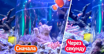 В океанариум привели котят, и на их реакцию на рыб невозможно смотреть без улыбки