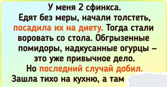 16 гениев животного мира, которые на все готовы, чтобы добиться своего